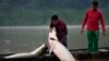 Giant, Sustainable Rainforest Fish Now Fashion in US