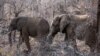 FILE - Elephants roam through trees and low bush at the Pilanesberg National Park in the North West province, South Africa, Sept. 19, 2016.
