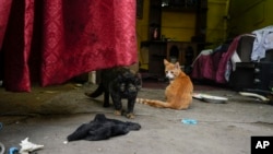 FILE - Victoria Azevedo's cats stand inside her improvised home built on an empty lot on the bank of a water canal in Santiago, Chile, May 15, 2024.