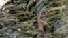 FILE - Juvenile coho salmon swim in a holding pond at the Cascade Fish Hatchery, March 8, 2017, in Cascade Locks, Ore. 