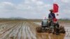 FILE - Farmers plant rice at the Namsa Co-op Farm in Rangnang district on the outskirts of Pyongyang, North Korea, May 25, 2021.