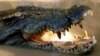 FILE - A saltwater crocodile in the Adelaide River in Australia.