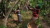 Female coffee growers harvest coffee beans on a farm in the Dzogbedo community in the Volta Region, Ghana, January 26, 2023. 