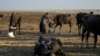 Para penggembala kerbau menghadapi kekeringan yang terus terjadi akibat perubahan iklim di Provinsi Dhi Qar, Irak, pada 19 November 2022. (Foto: AP)