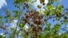 FILE - The pods of a pongamia tree are ready to pick at a grove, June 6, 2024, in St. Lucie County, Fla.