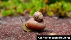 Siput di taman sekitar kastil Wolfsgarten Earl of Hesse di Langen dekat Frankfurt, Jerman, 15 Mei 2016. (Foto: REUTERS/Kai Pfaffenbach)