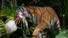 A Malayan tiger named Api carries a cow bone in a block of ice at the Palm Beach Zoo & Conservation Society, July 18, 2024, in West Palm Beach, Florida. 