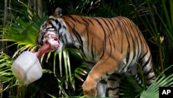 A Malayan tiger named Api carries a cow bone in a block of ice at the Palm Beach Zoo & Conservation Society, July 18, 2024, in West Palm Beach, Florida. 
