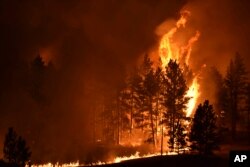 Sebuah pohon terbakar saat api membakar di Reservasi Indian Cheyenne Utara, 11 Agustus 2021, dekat Lame Deer, Montana. (Foto: AP)