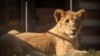 This photo supplied by Humane Society International shows Freya, a lion cub rescued from the wildfire trade in Lebanon, at the Drakenstein Lion Park sanctuary in Paarl, South Africa, June 27, 2024. 