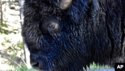 FILE - A bison is seen walking along a road in Wyoming's Hayden Valley, June 22, 2022, in Yellowstone National Park. 