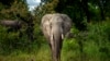 US Judge Sentences Wildlife Trafficker to More Than 5 Years in Jail 