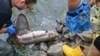 What Killed Tons of Fish in a European River? No Answer Yet