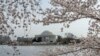 Memorial Thomas Jeffersn terlihat di balik pohon sakura yang mulai bermekaran di area Tidal basin, Washington, pada 22 Maret 2022. (Foto: AP/Gemunu Amarasinghe)