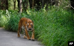 Seekor macan Bengal berjalan di Tamban Nasional Bannerghatta, 25 kilo ke arah selatan Bengaluru, India, 29 Juli 2015. (Foto: Aijaz Rahi/AP Photo)