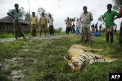 Seekor macan Bengal mati dibunuh oleh warga Desa Khalishabunia di Satkhira, Bangladesh, 2 Juli 2009. (Foto: Shaik Mohir Uddin/AFP)