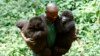 Mobateli parc a,e,i nitike ya mikomboso mibale "Ndeze" na "Ndakasi" na Rumungabo, na parc national ya Virunga, na nord ya Goma, Nord-Kivu, 17 aout 2010.