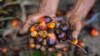 Seorang pekerja perkebunan kelapa sawit menunjukkan buah kelapa sawit di Meulaboh, Aceh, 28 Maret 2019. Indonesia adalah produsen utama minyak sawit, bahan baku berbagai produk, mulai dari minyak goreng, kosmetik, hingga biodiesel. (Foto: AFP).