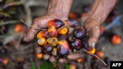 Seorang pekerja perkebunan kelapa sawit menunjukkan buah kelapa sawit di Meulaboh, Aceh, 28 Maret 2019. Indonesia adalah produsen utama minyak sawit, bahan baku berbagai produk, mulai dari minyak goreng, kosmetik, hingga biodiesel. (Foto: AFP).