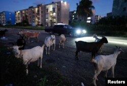 Cabras caminan por la calle en Alamar, un suburbio del este de La Habana, Cuba, 12 de septiembre de 2023.