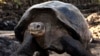 Kura-kura raksasa berjalan di Taman Nasional Galapagos di Puerto Ayora di Pulau Santa Cruz di Galapagos, Ekuador, 8 Mei 2009. (Foto: AP)