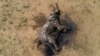 Plus de 200 pachydermes étaient morts de la sécheresse en 2019, cette année, la situation est encore plus critique selon les rangers.