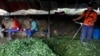 Foto de archivo. Trabajadores que cosechan coca desayunan en un pequeño laboratorio en la región montañosa de Antioquia, Colombia. (Foto AP/Rodrigo Abd, Archivo)