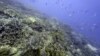 Seekor penyu tampak berenang di dekat sejumlah koral di Moore Reef di Gunggandji Sea Country di lepas pantai Queensland, Australia, pada 13 November 2022. (Foto: AP/Sam McNeil)