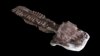 This July 2, 2018 image provided by Claudia Marsicano shows an image of the nearly complete skeleton from fossils recovered in Namibia of a giant salamander-like creature at the Paleontology lab in Cape Town, South Africa. 